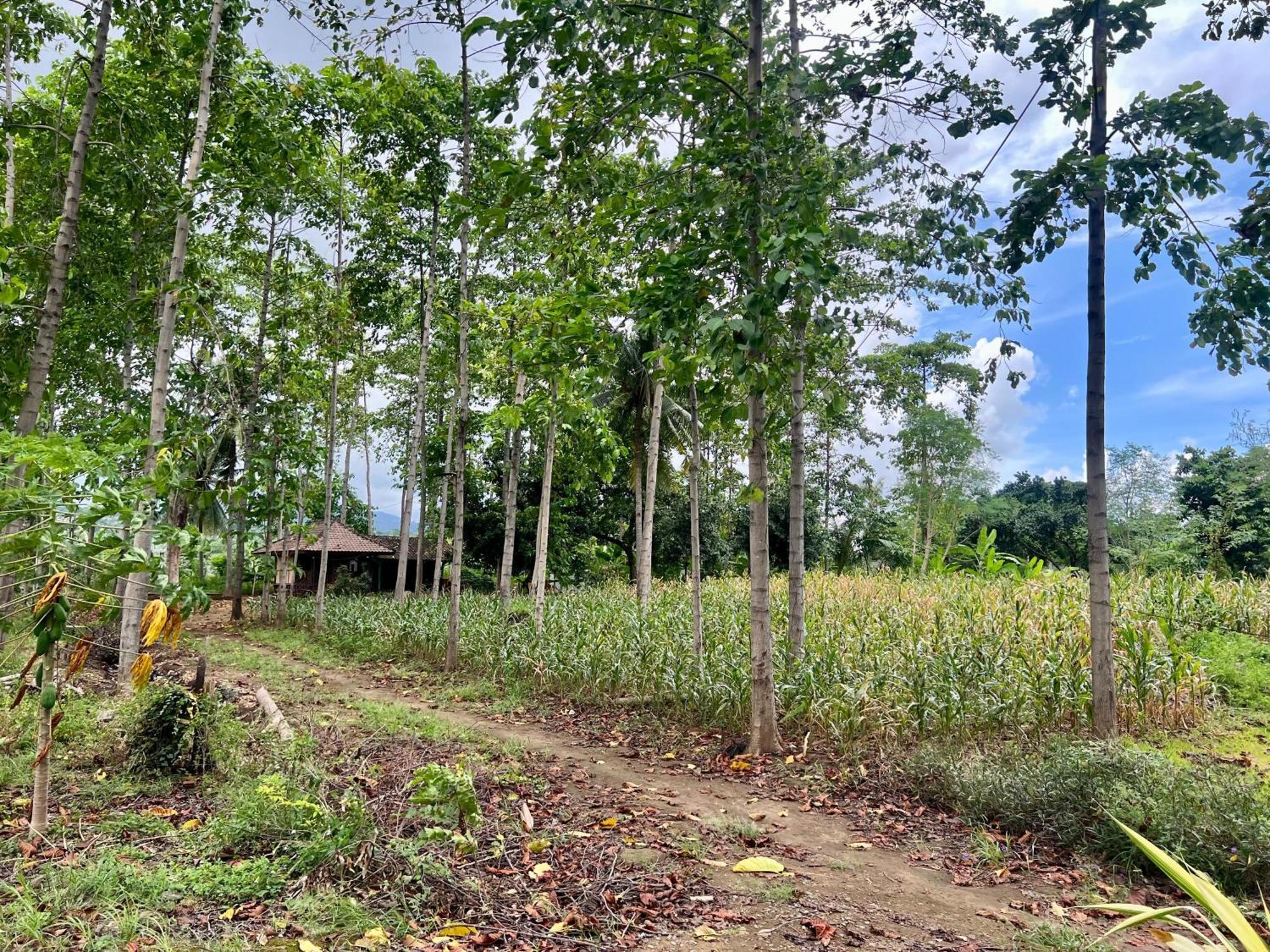 Pohon Purba Resort & Restaurant Labuhan Pandan Ngoại thất bức ảnh